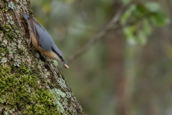 A Eurasian nuthatch clings headfirst to a moss- and lichen-covered tree trunk, holding a pale seed in its bill against a softly blurred woodland background…