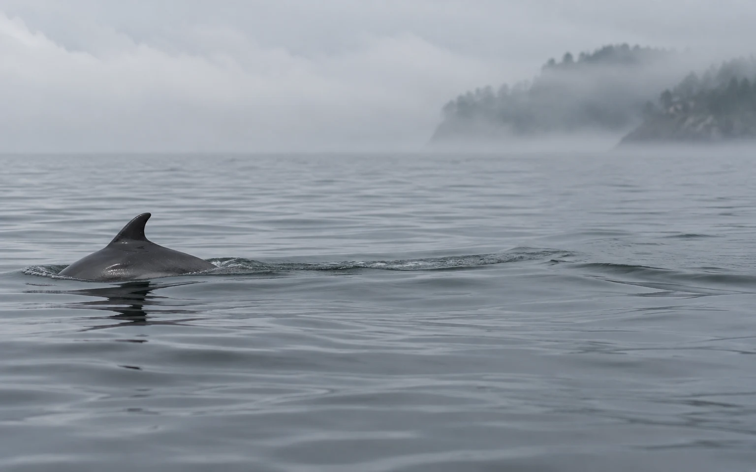 A bottlenose dolphin surfaces on the left, showing its dark dorsal fin and wet back amid rippling grey water; a wake extends toward a fog-covered headland in…