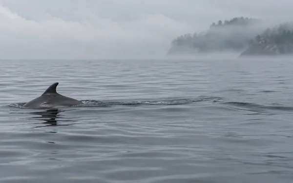 A bottlenose dolphin surfaces on the left, showing its dark dorsal fin and wet back amid rippling grey water; a wake extends toward a fog-covered headland in…