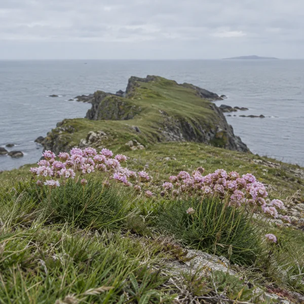 Two cushions of pale pink sea thrift grow in coastal turf in the foreground, with a rocky grassy headland extending into a calm grey sea beneath an overcast…