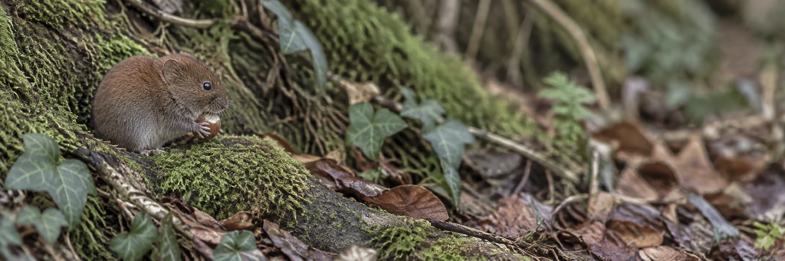 A small brown-grey rodent sits on a moss-covered root in the left third of a wide woodland scene, holding and nibbling a nut; ivy, damp leaves and roots extend…