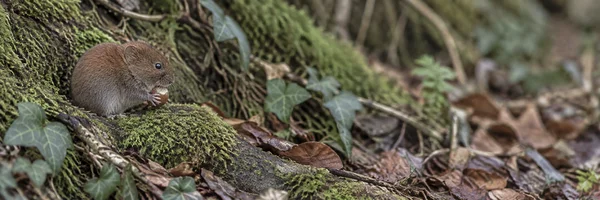 A small brown-grey rodent sits on a moss-covered root in the left third of a wide woodland scene, holding and nibbling a nut; ivy, damp leaves and roots extend…