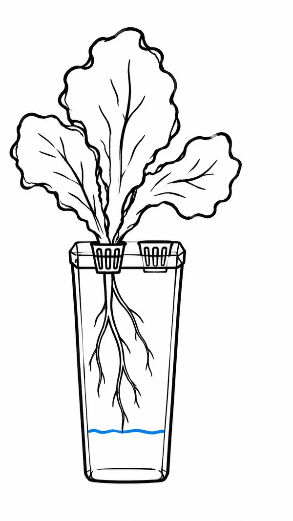 A hand-drawn black-outline illustration of a three-leaf lettuce plant in a net cup above a tall transparent reservoir, with branching roots descending to a…