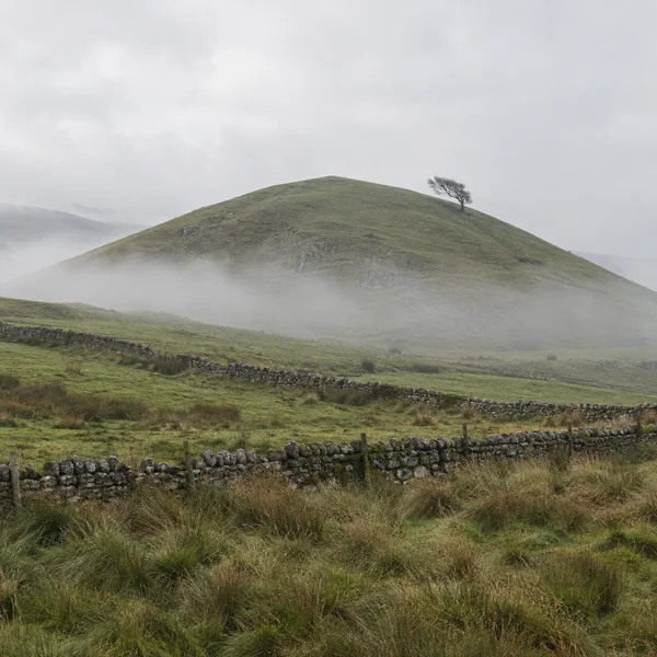 A rounded grassy hill rises through low mist beneath a pale overcast sky, with a small wind-bent tree on its upper slope and dry-stone walls crossing the rough…