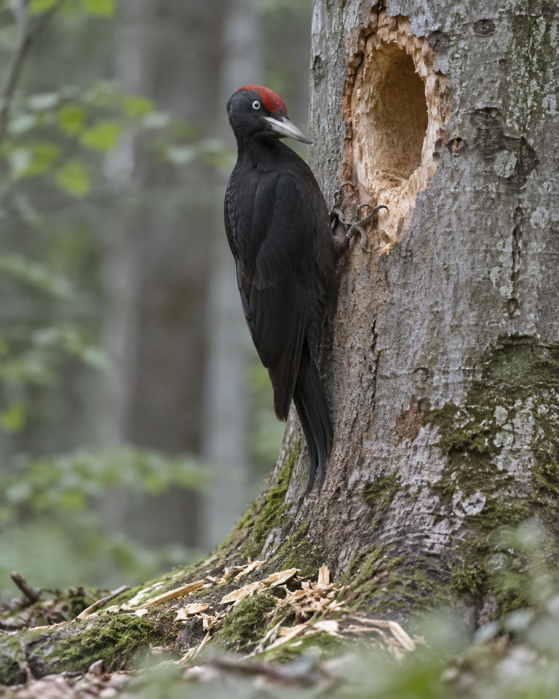A black woodpecker with a red crown clings to a weathered tree trunk beside a large, ragged-edged nest cavity, with pale wood chips scattered across the mossy…