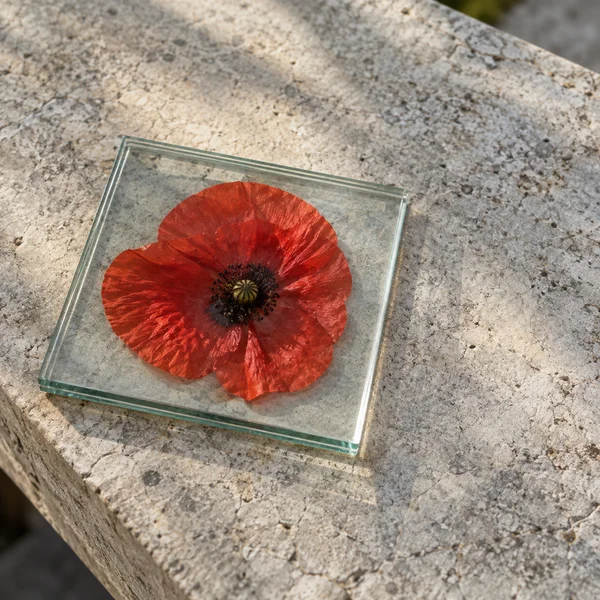 A detached red poppy blossom with a dark central cluster lies between clear glass panes on a rough pale limestone tabletop, viewed from above at an angle, with…