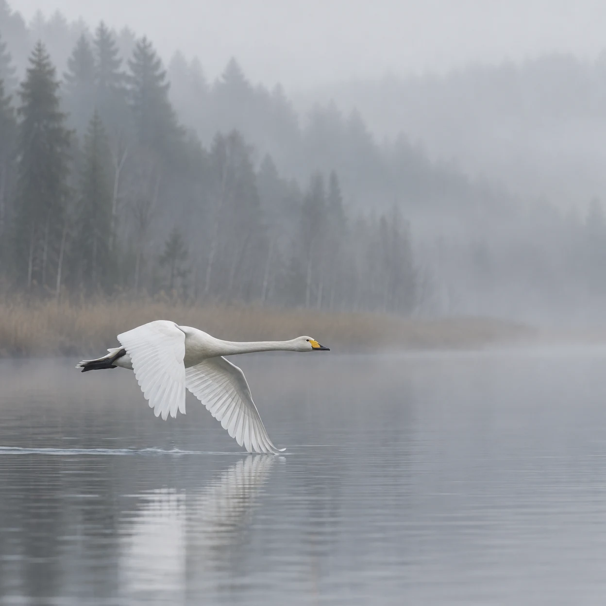 A white whooper swan flies low from left to right over a still grey lake, its yellow-and-black bill and extended neck visible as one wingtip meets the water.