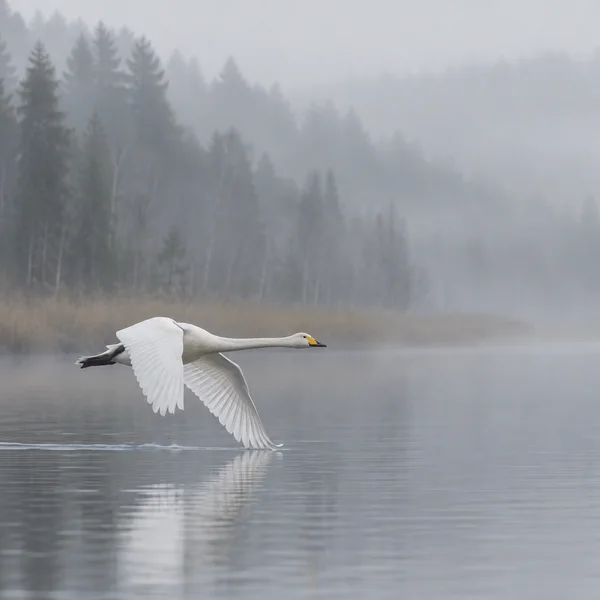 A white whooper swan flies low from left to right over a still grey lake, its yellow-and-black bill and extended neck visible as one wingtip meets the water.