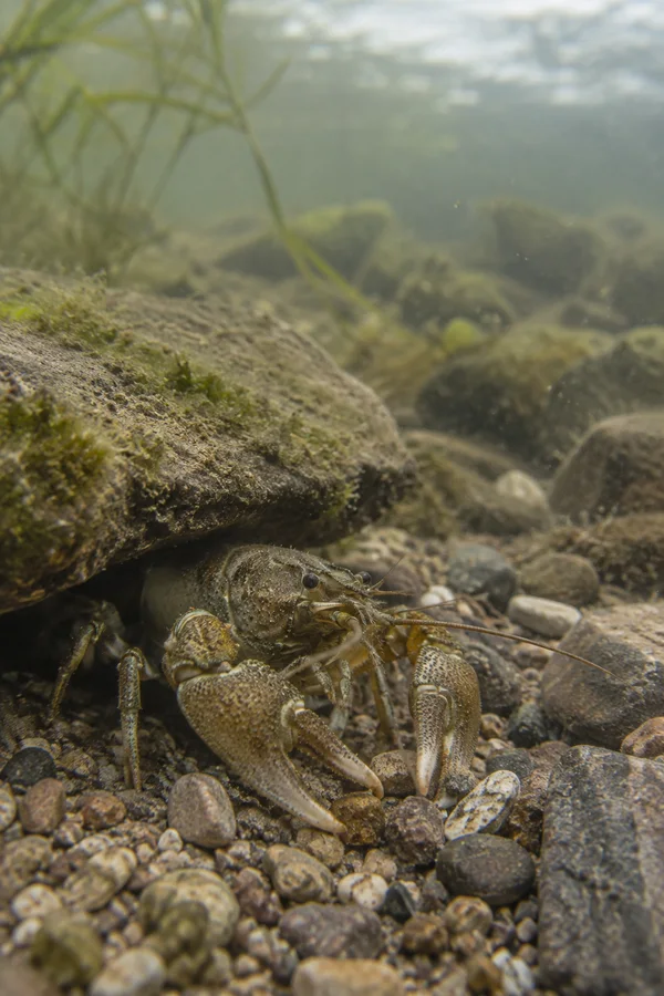 A pale olive-brown crayfish rests on river gravel beneath the overhanging edge of a mossy stone, with its claws among the pebbles and long antennae extending…