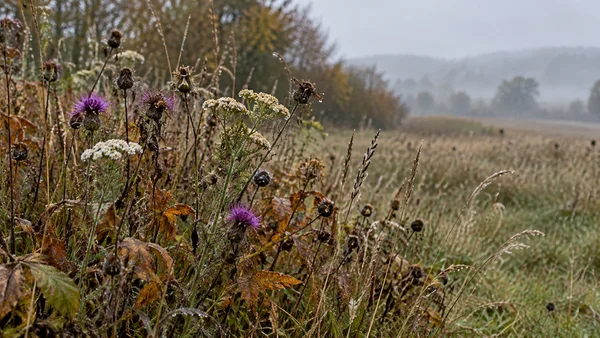A dense cluster of purple and pale flowers, dark seed heads, grasses and rust-brown leaves fills the left foreground of a misty meadow, with soft hedgerow and…