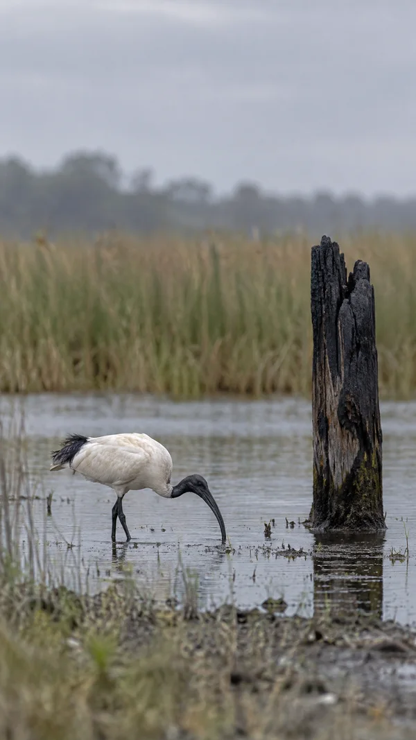 A white ibis with a dark head bends to probe shallow water beside a tall, charred timber post in a reed-lined wetland under an overcast sky.
