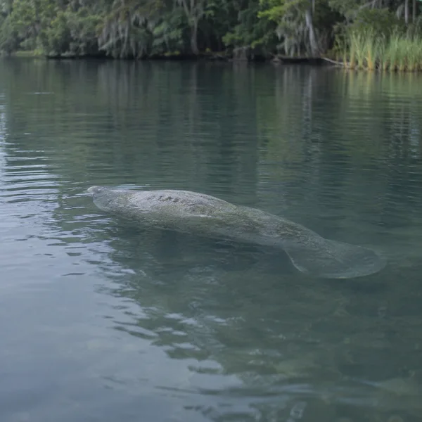 A grey, mottled manatee glides just below the surface of a calm river, with its rounded tail visible underwater and blurred trees and reeds along the far bank.