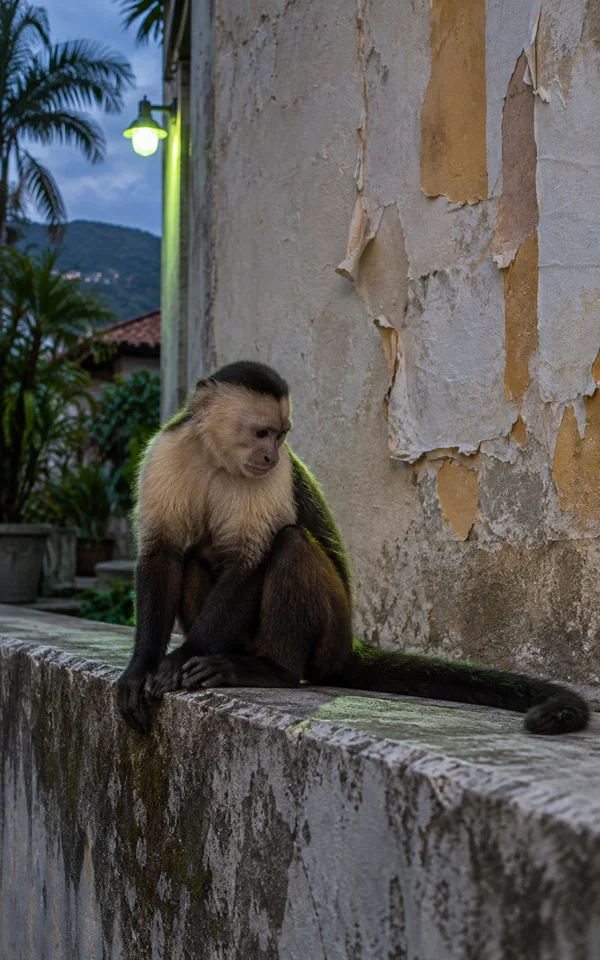 A capuchin sits on a weathered concrete ledge in a courtyard, looking down with its long tail stretched along the ledge.