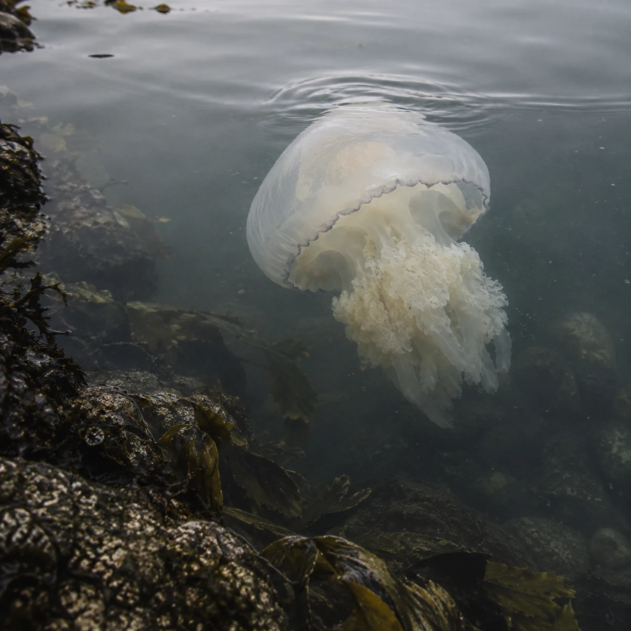 A large milky-white translucent jellyfish floats just below the rippled surface of grey water, above kelp-covered rocks in a coastal inlet.