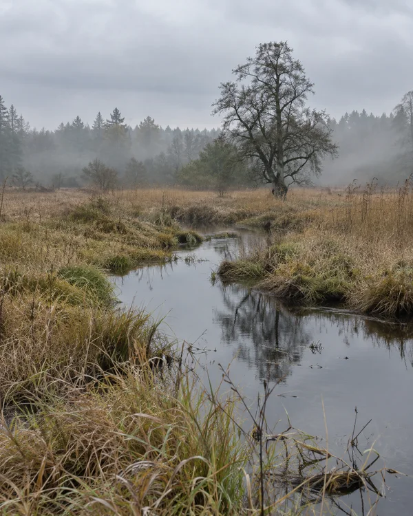 A narrow dark channel curves through a winter fen of pale reeds and sedge toward a leafless tree on the far bank, with misty woodland beneath an overcast sky.