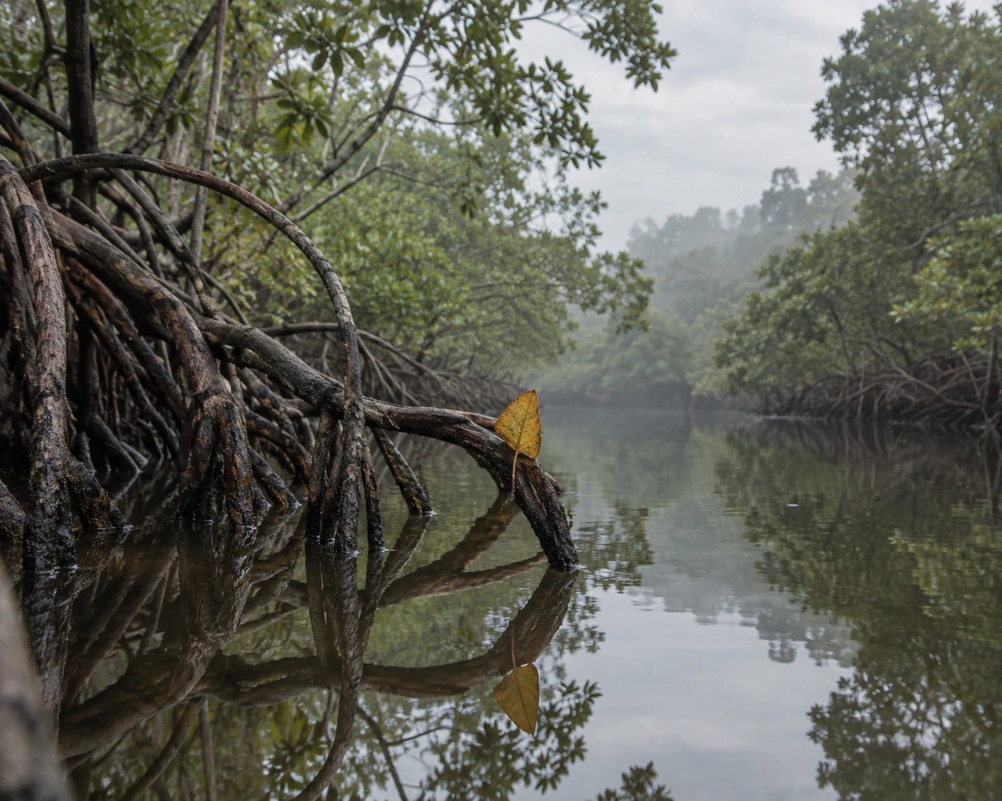 A yellow-brown leaf stands upright on a mangrove prop root above a tea-colored creek, with the roots and dense green canopy reflected in calm water.