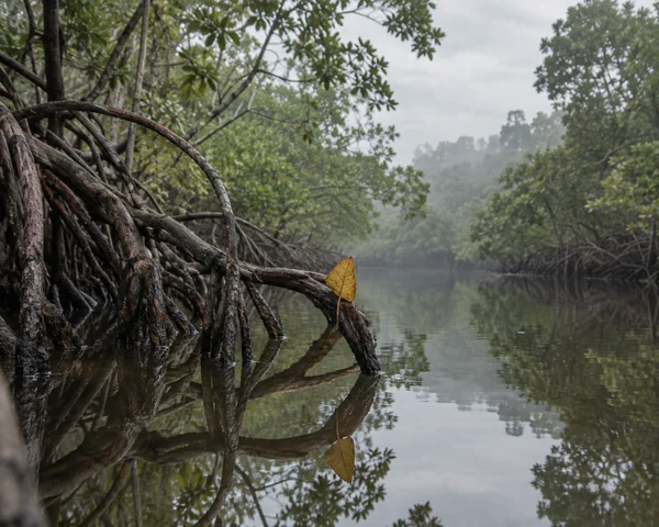 A yellow-brown leaf stands upright on a mangrove prop root above a tea-colored creek, with the roots and dense green canopy reflected in calm water.