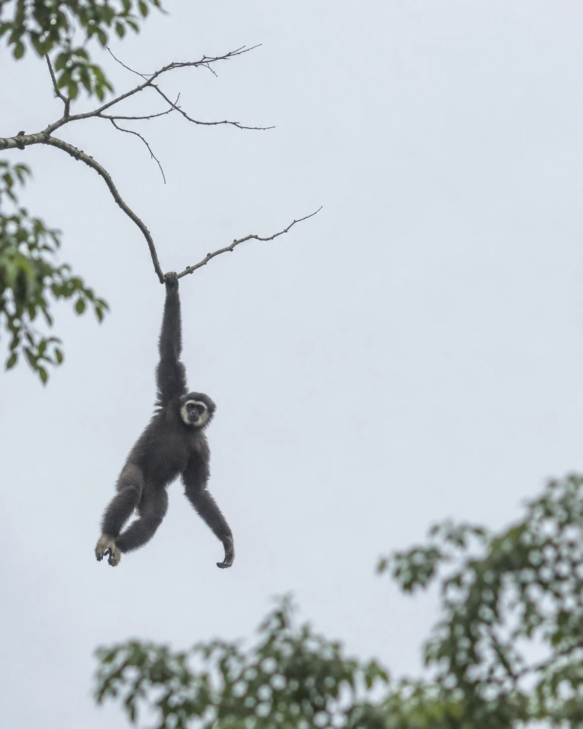 A dark-furred gibbon hangs from a bare branch against a pale overcast sky, with blurred green leaves along the edges of the frame.