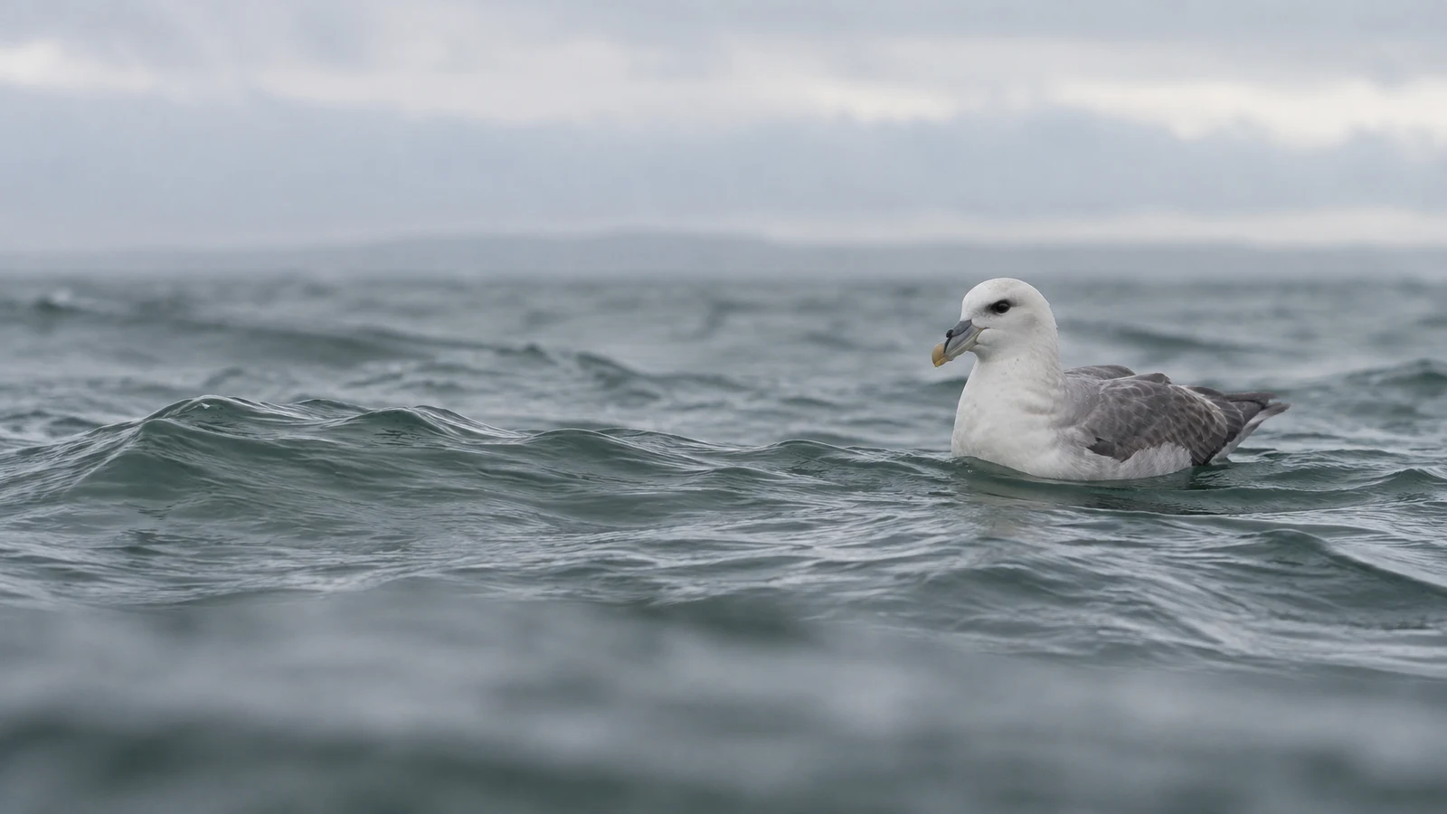A pale-headed seabird with grey wings floats on a choppy grey-green ocean, positioned on the right beneath a hazy horizon; softly blurred water fills the…
