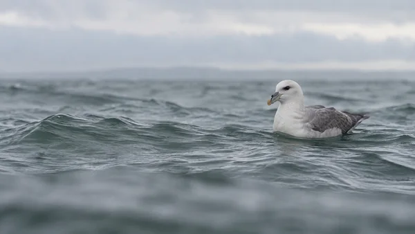 A pale-headed seabird with grey wings floats on a choppy grey-green ocean, positioned on the right beneath a hazy horizon; softly blurred water fills the…
