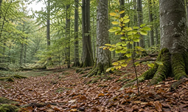 A young beech sapling with green-gold leaves stands among tall grey trunks on a copper-brown leaf-littered forest floor, with moss on the roots and a brighter…