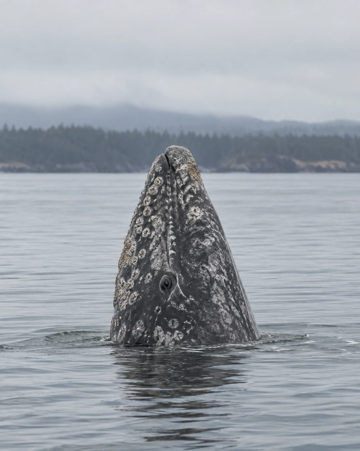 A mottled gray whale rises vertically from calm water, its barnacle-covered head centered against a distant wooded shoreline and pale overcast sky.