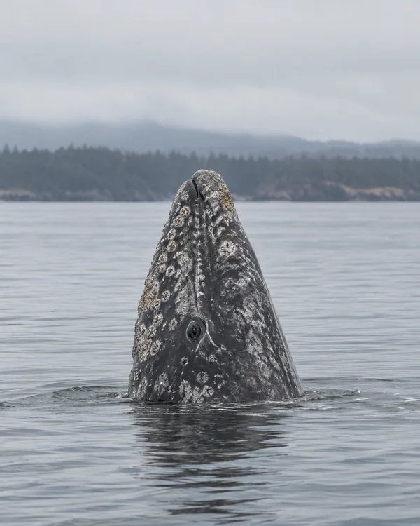A mottled gray whale rises vertically from calm water, its barnacle-covered head centered against a distant wooded shoreline and pale overcast sky.