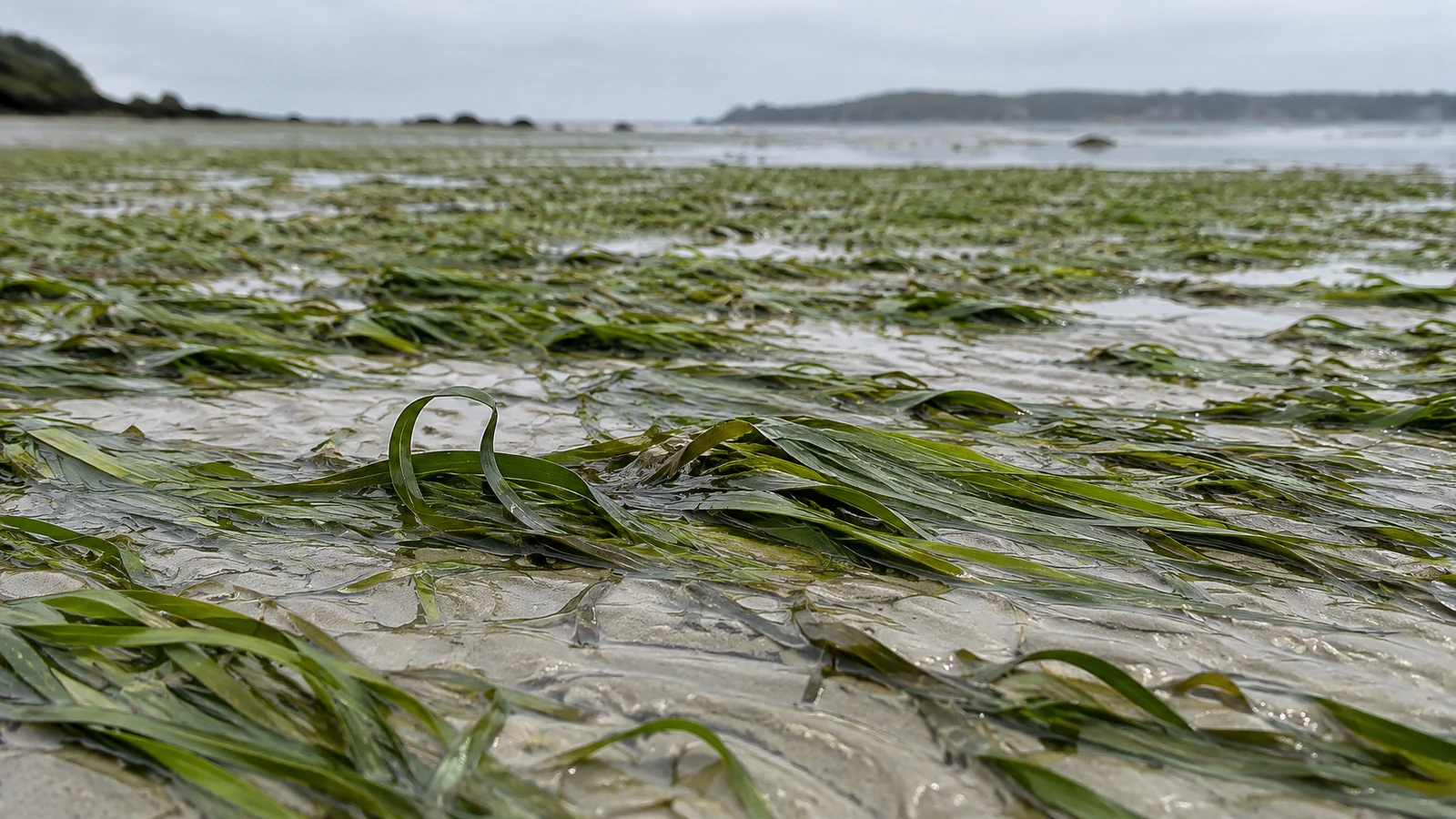 Low view across wet pale rippled sand covered with green seagrass blades, including an upright curved blade in the foreground; a soft grey-green shoreline and…