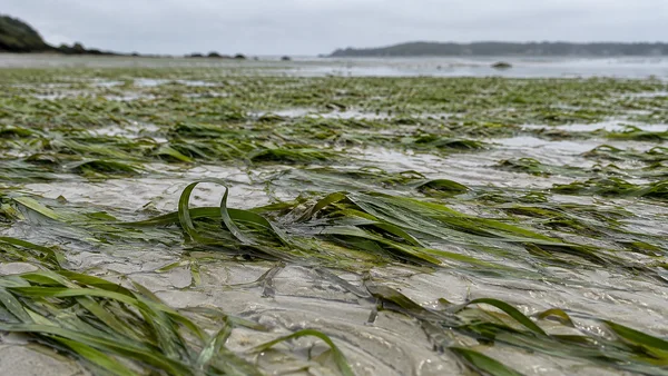 Low view across wet pale rippled sand covered with green seagrass blades, including an upright curved blade in the foreground; a soft grey-green shoreline and…
