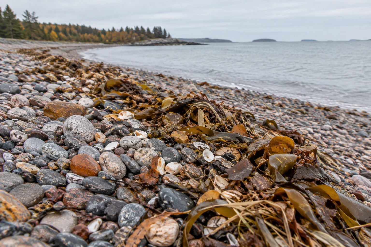 A low-angle view along a shingle beach, where amber and olive kelp, shell fragments and dried grass lie among grey, rust and cream pebbles beside a calm…