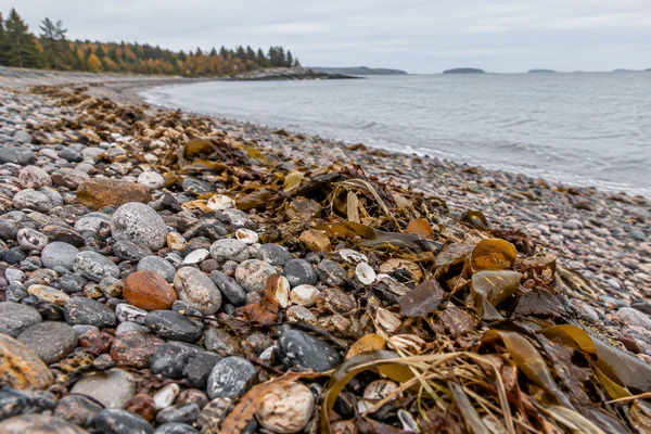 A low-angle view along a shingle beach, where amber and olive kelp, shell fragments and dried grass lie among grey, rust and cream pebbles beside a calm…