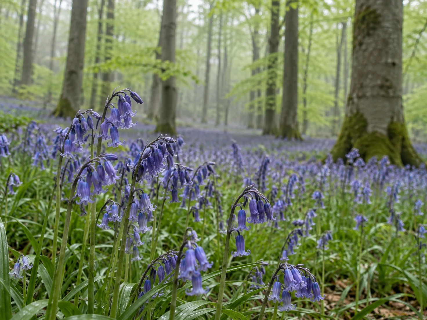 Low view across a dense carpet of blue-violet bluebells in a beech woodland, with several flower stems in the foreground and softly blurred grey trunks and…