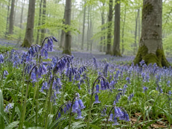 Low view across a dense carpet of blue-violet bluebells in a beech woodland, with several flower stems in the foreground and softly blurred grey trunks and…