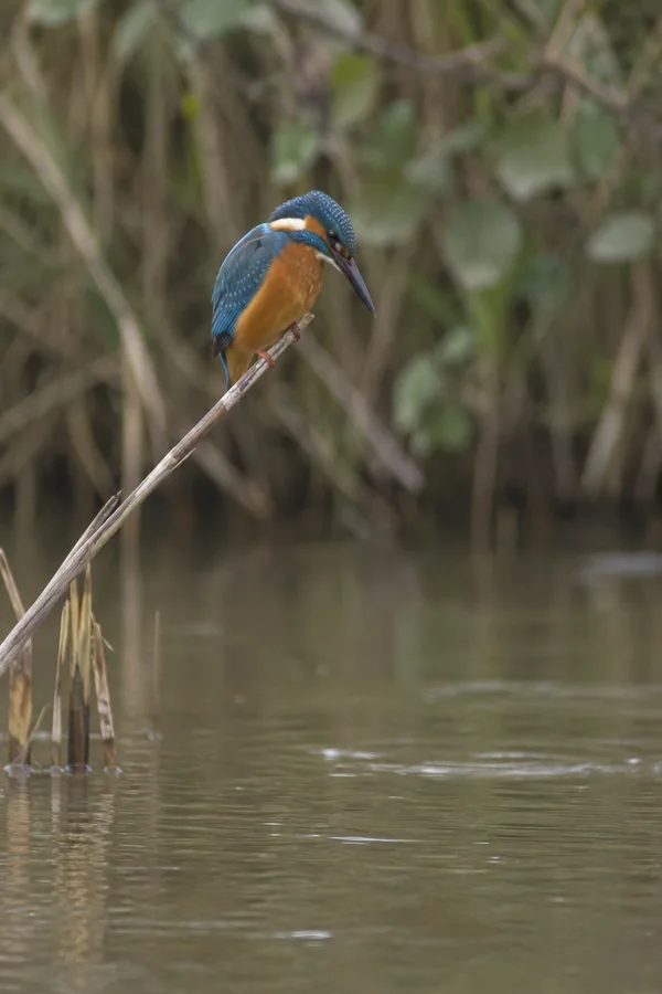 A common kingfisher with an orange breast and blue back perches on a diagonal reed above calm brown-green water, looking down.