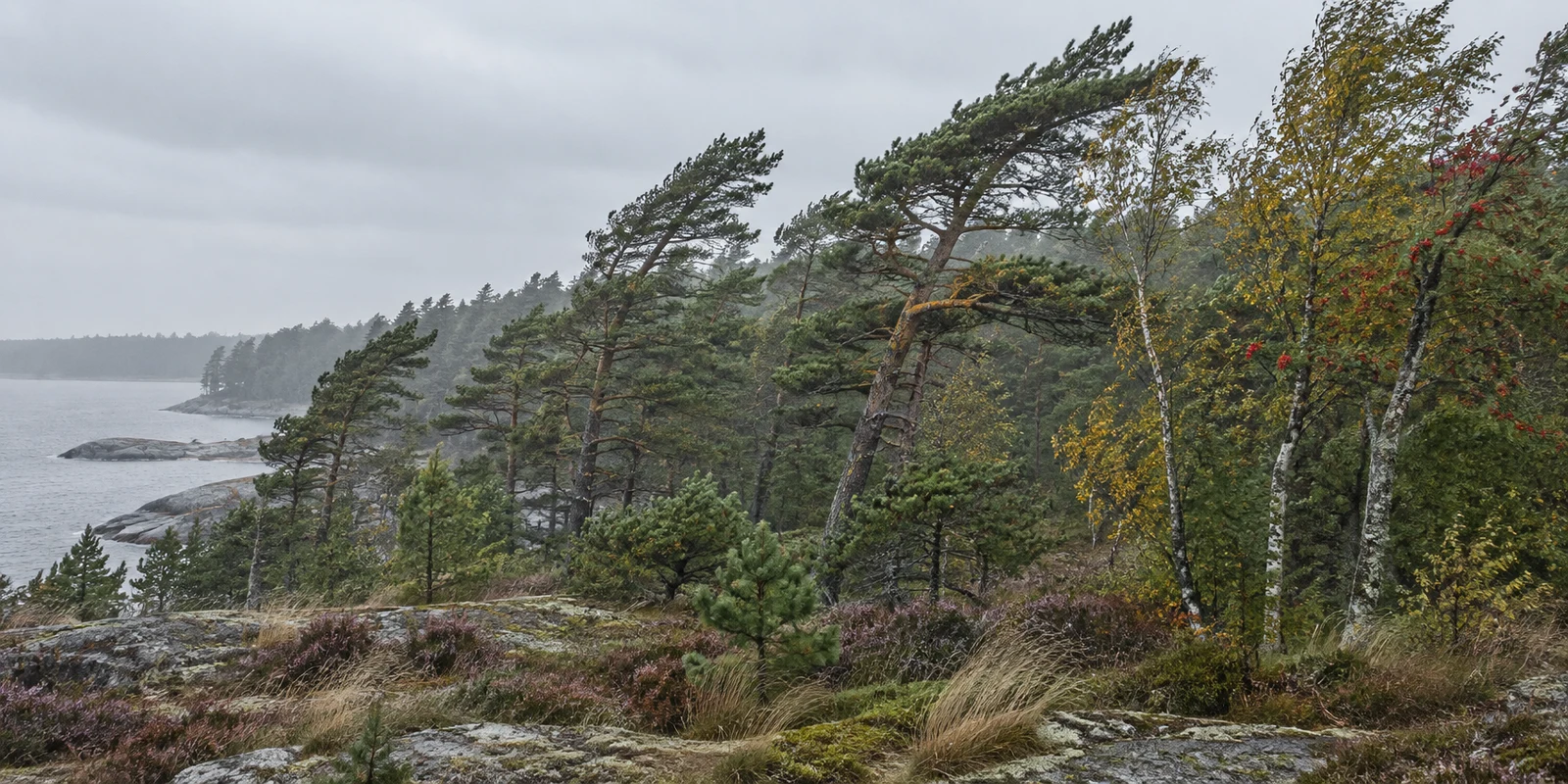 A wind-shaped coastal woodland of pines and pale-trunked birches above a rocky shoreline, with red berries, yellow leaves, low heather and grass under a grey…