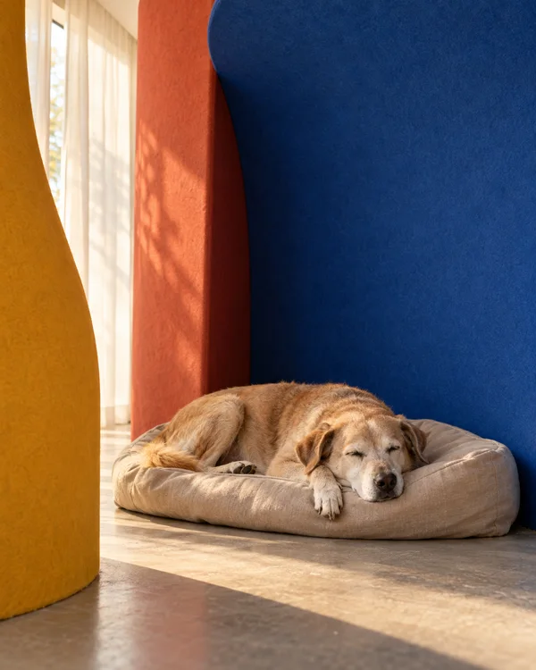 A sandy-coated senior dog with a pale muzzle sleeps with its chin over the edge of a beige cushion in a colorful room with curved cobalt-blue, coral-red and…