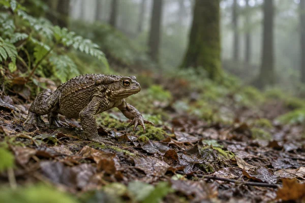 A brown, warty toad with a copper-colored eye moves to the right across damp woodland leaf litter, with moss and fern fronds nearby and softly blurred tree…
