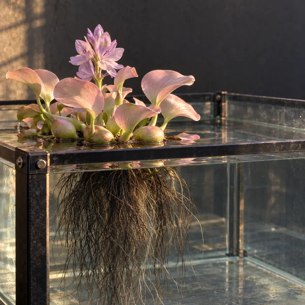 A water hyacinth with pale pink, curved leaves and a violet flower spike floats in a rectangular glass tank framed with dark metal rails and bolts.
