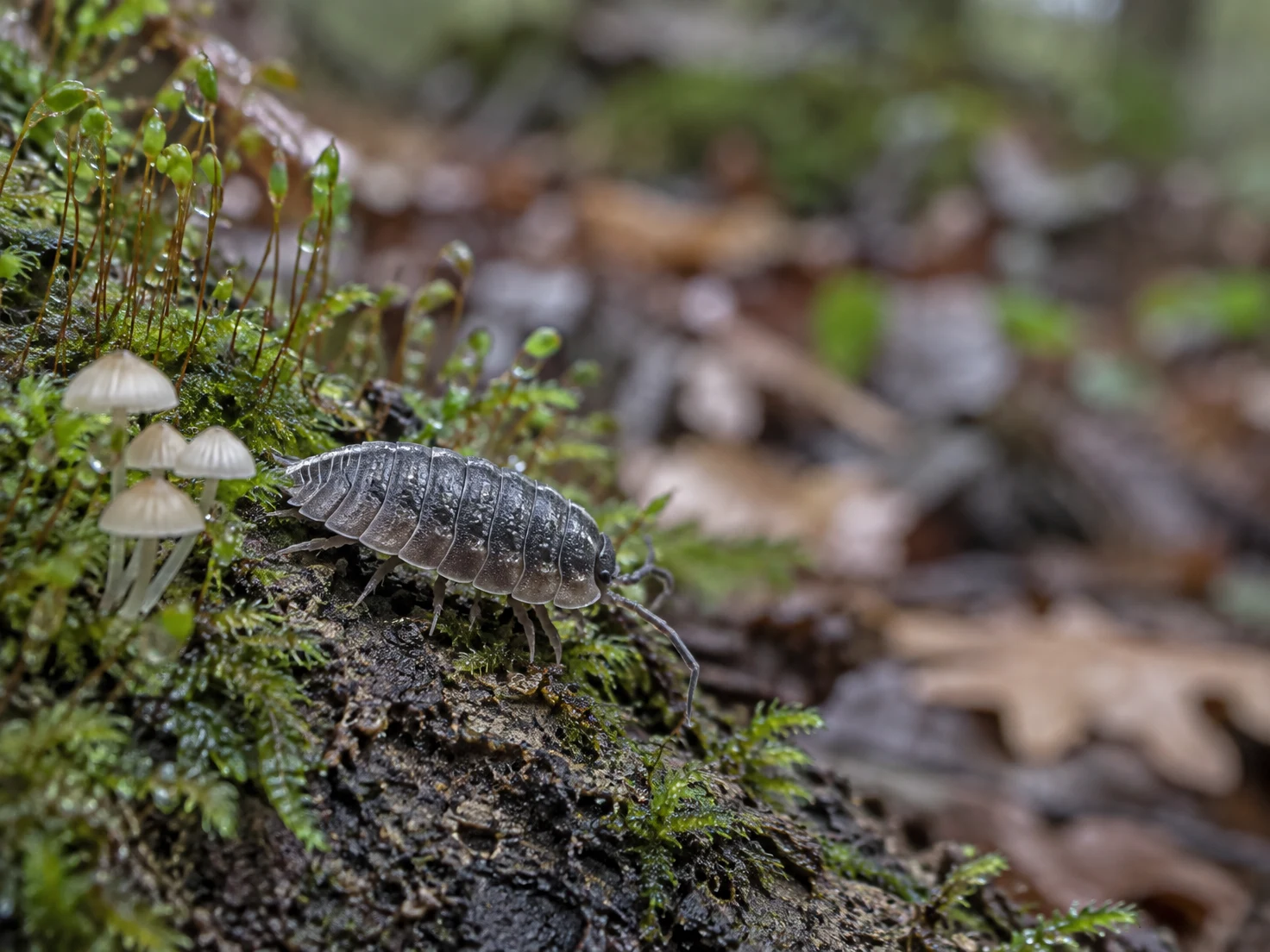 A grey, segmented woodlouse crawls across a damp moss-covered log beside a cluster of small pale mushrooms, with moss capsules and softly blurred woodland leaf…