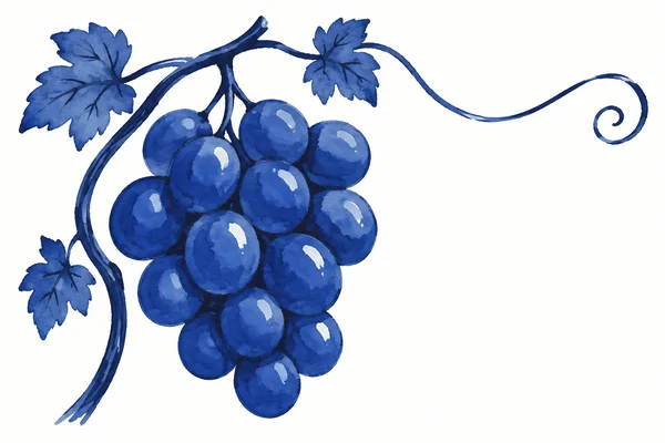 A watercolour-style illustration of a large bunch of blue grapes with three lobed leaves, framed by a looping vine and a long tendril curling across a white…