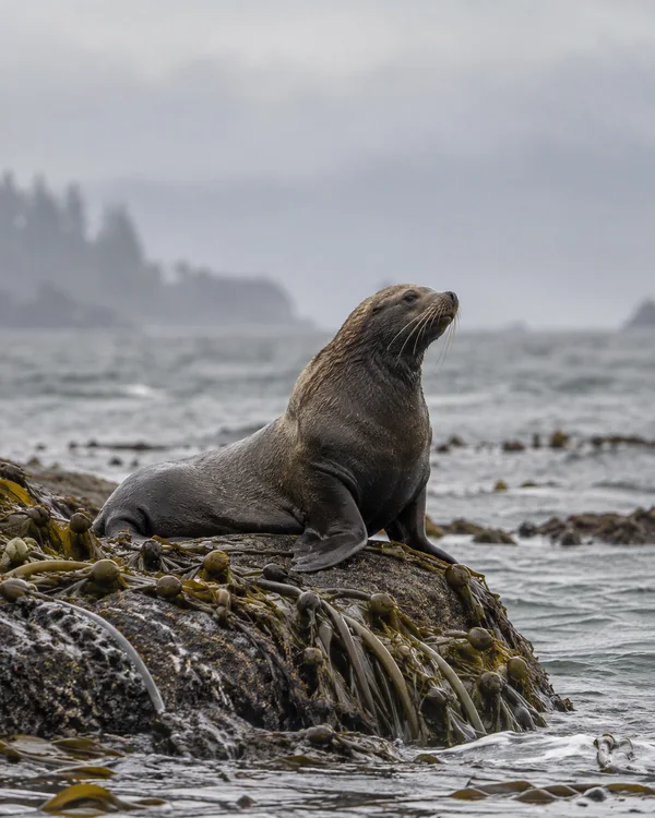 A brown sea lion rests upright on a wet, kelp-covered rock shelf beside a grey sea, its head raised and whiskers visible against a softly blurred, overcast…