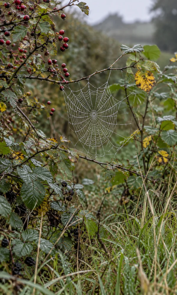 A dew-beaded orb web hangs between hedgerow branches, surrounded by red berries, green and yellowing leaves, and rough grass against a softly blurred…