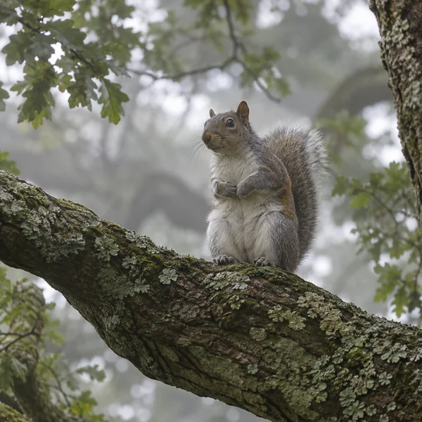 A grey squirrel sits upright with its forepaws held to its chest on a lichen-covered oak branch, looking to the left against a softly blurred, misty woodland…