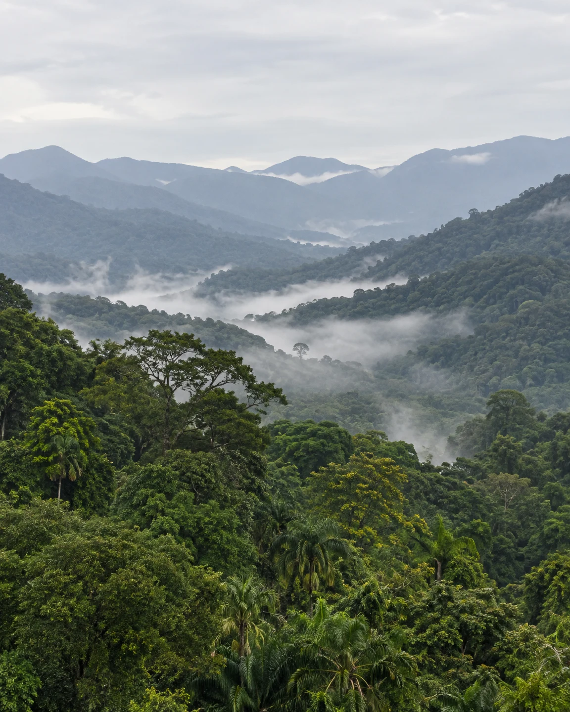 A layered tropical rainforest valley seen from above, with dense green canopy and palm crowns in the foreground, successive blue-grey ridgelines, low mist in…