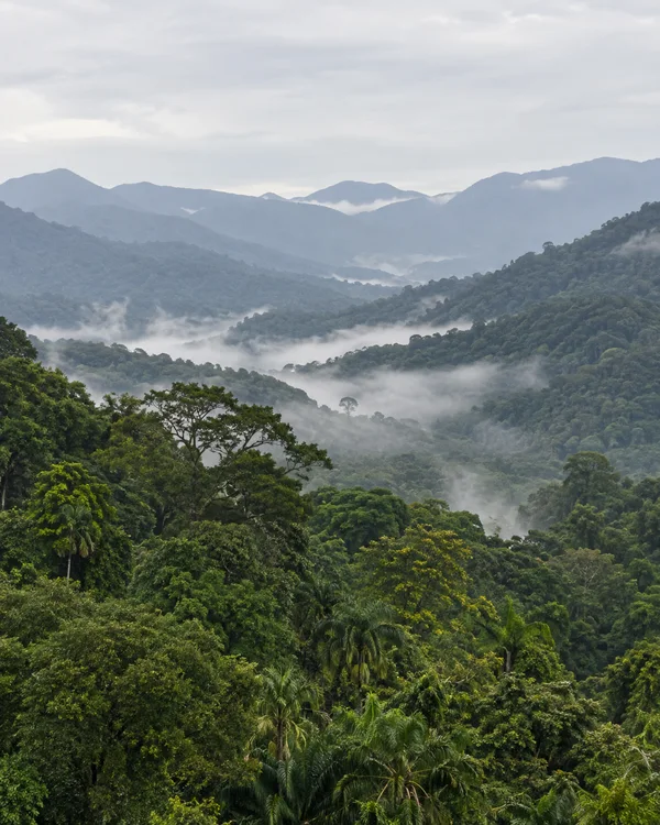 A layered tropical rainforest valley seen from above, with dense green canopy and palm crowns in the foreground, successive blue-grey ridgelines, low mist in…
