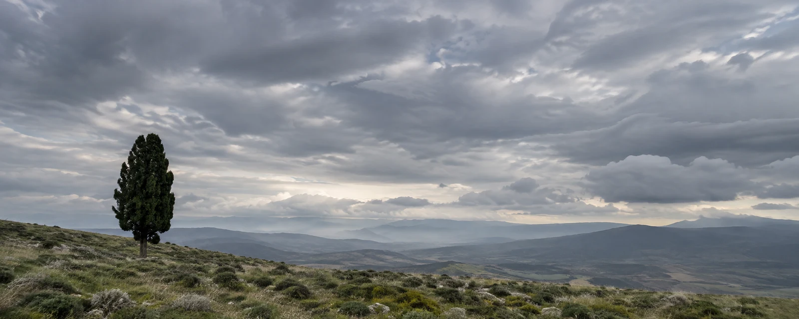 A lone dark, cypress-like tree stands on a grassy scrub-covered hillside beneath a broad, layered grey sky, with hazy ridges and valleys in the distance.