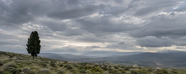 A lone dark, cypress-like tree stands on a grassy scrub-covered hillside beneath a broad, layered grey sky, with hazy ridges and valleys in the distance.