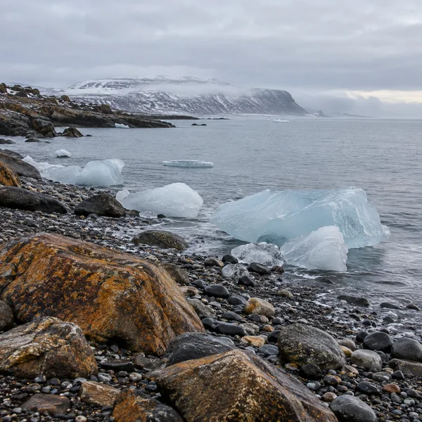 A pebble-covered polar shore with rust-brown lichen-stained boulders and pale blue ice chunks beside a calm grey sea, with a snow-dusted headland fading into…
