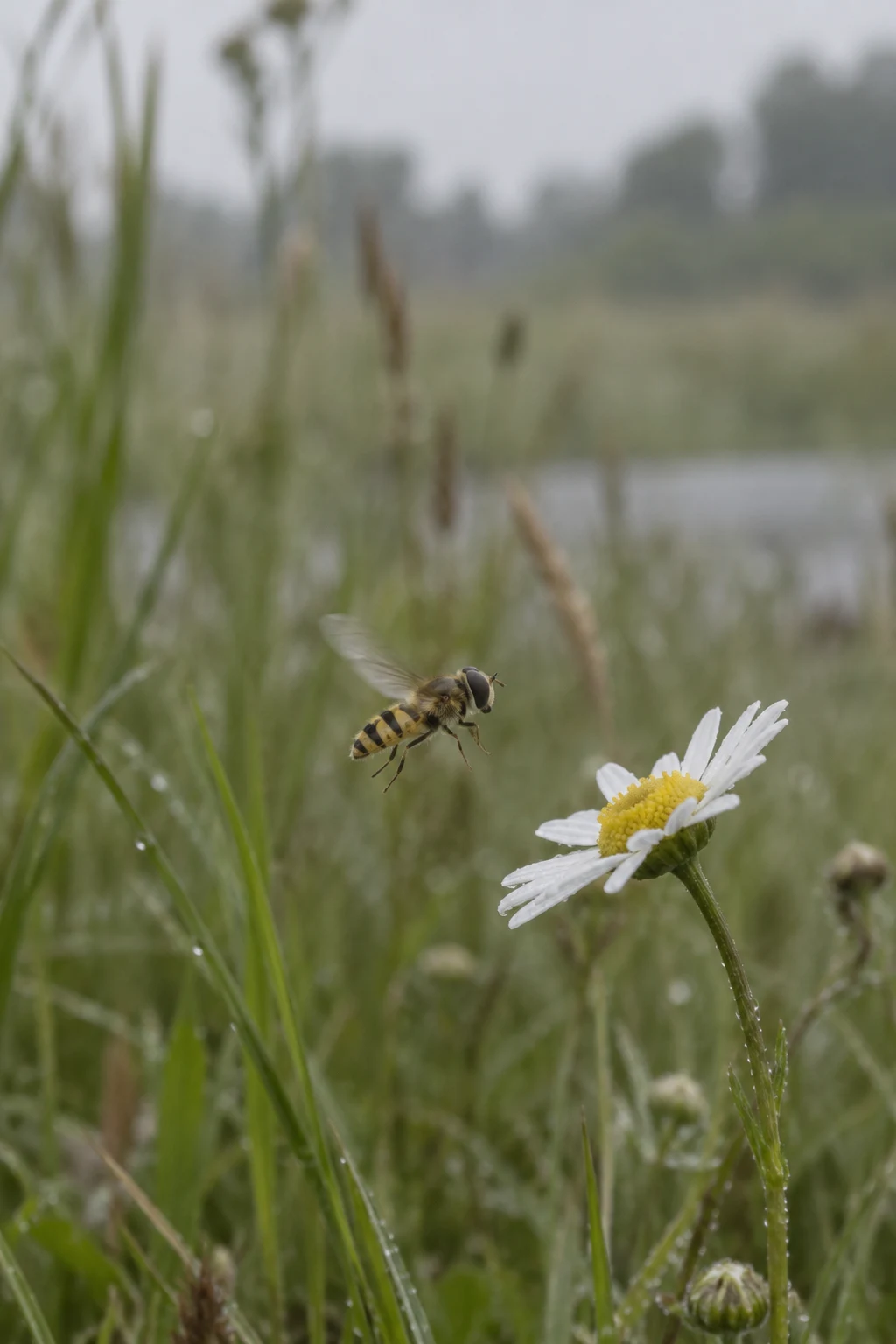 A yellow-and-black hoverfly hangs in flight beside a white oxeye daisy in a dew-damp meadow, with soft green grasses blurred behind them and open space above.