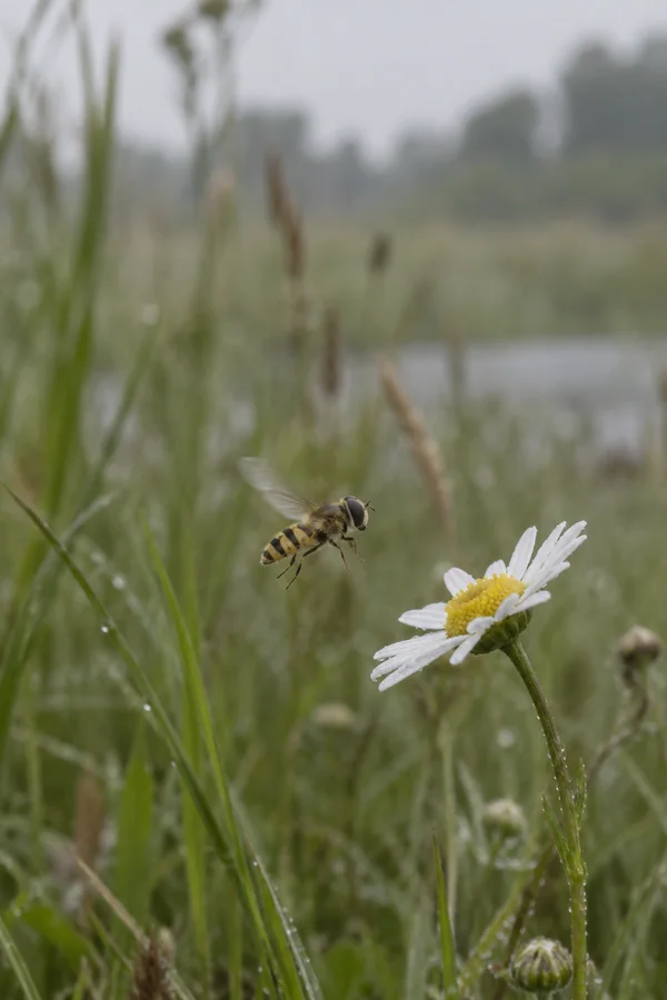 A yellow-and-black hoverfly hangs in flight beside a white oxeye daisy in a dew-damp meadow, with soft green grasses blurred behind them and open space above.